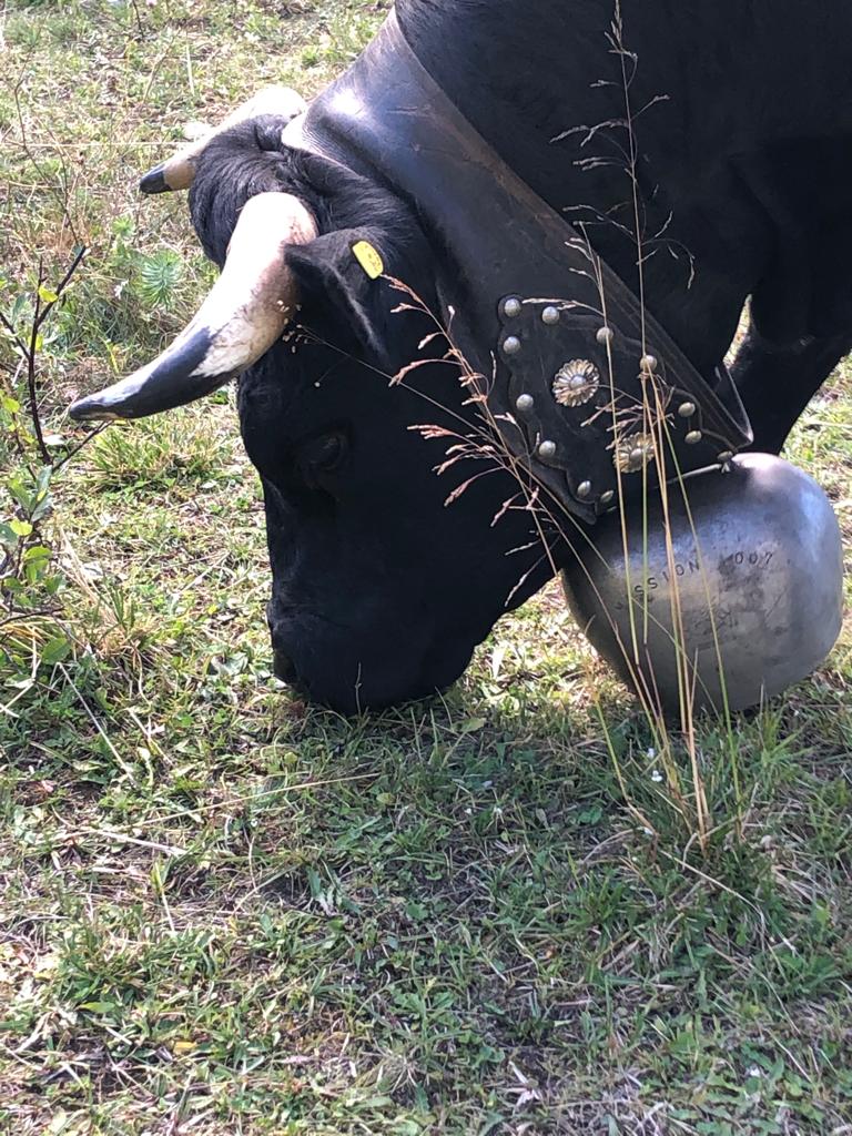 Vache d'Hérens